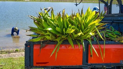 Littoral Planting Workers 50